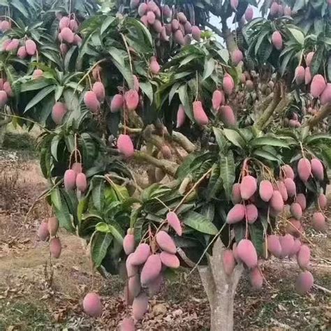 芒果樹風水|【芒果樹風水】庭院種芒果樹，芒果樹風水與您的家庭運勢息息相。